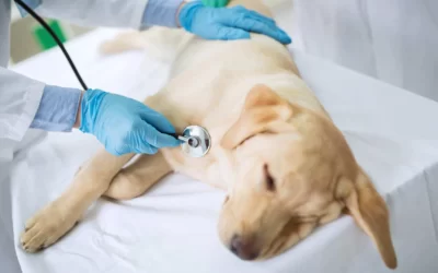 Requisitos para abrir una clínica veterinaria: Guía Completa